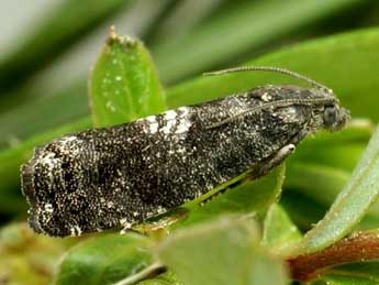 Pammene obscurana Stph. adulte - �Friedmar Graf