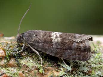 Pammene obscurana Stph. adulte - �Patrick Clement