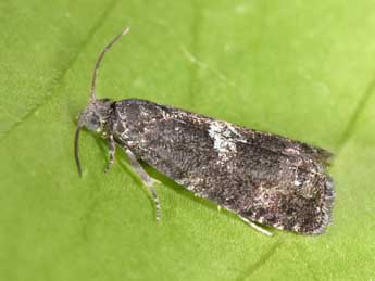 Pammene obscurana Stph. adulte - �Philippe Mothiron