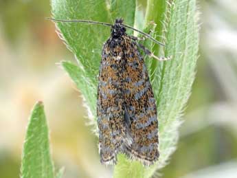 Olethreutes obsoletana Zett. adulte - �Friedmar Graf