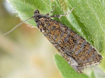 Olethreutes obsoletana Zett. adulte - �Friedmar Graf