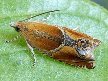 Ancylis obtusana Hw. adulte - �Friedmar Graf