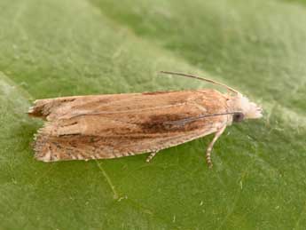 Eucosma obumbratana Lienig adulte - �Philippe Mothiron