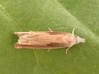 Eucosma obumbratana Lienig adulte - �Philippe Mothiron