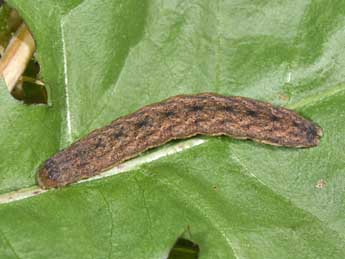  Chenille de Mniotype occidentalis Yela & al. - �Philippe Mothiron