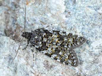 Sphaleroptera occidentana Whitebread adulte - �Michel Billard