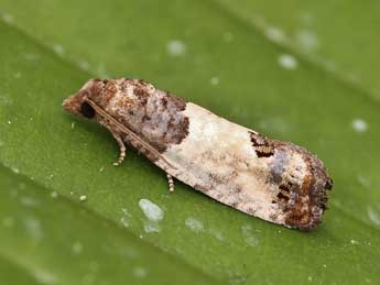 Spilonota ocellana D. & S. adulte - �Lionel Taurand