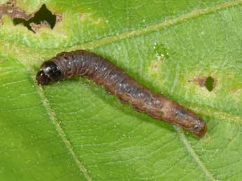  Chenille de Spilonota ocellana D. & S. - �Philippe Mothiron