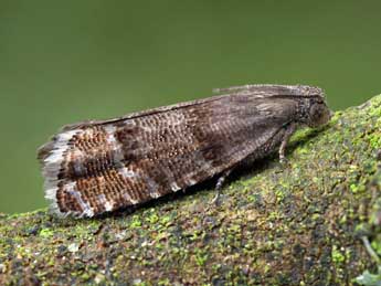 Pammene ochsenheimeriana Lienig adulte - �Patrick Clement