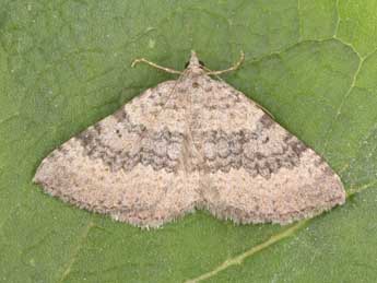 Scotopteryx octodurensis Favre adulte - �Philippe Mothiron