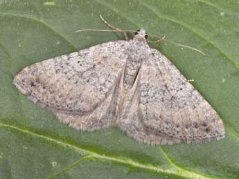 Scotopteryx octodurensis Favre adulte - �Philippe Mothiron