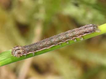  Chenille de Leucochlaena oditis Gey. - �Philippe Mothiron