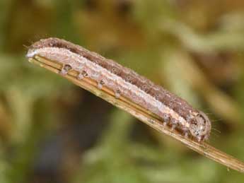  Chenille de Leucochlaena oditis Gey. - �Philippe Mothiron