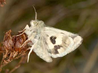 Heliothis ononis D. & S. adulte - �Wolfgang Wagner, www.pyrgus.de
