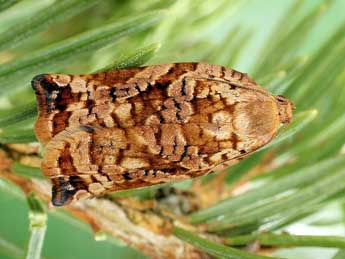 Archips oporana L. adulte - �Friedmar Graf