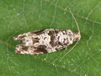 Gypsonoma oppressana Tr. adulte - �Philippe Mothiron