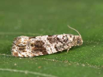 Gypsonoma oppressana Tr. adulte - �Philippe Mothiron