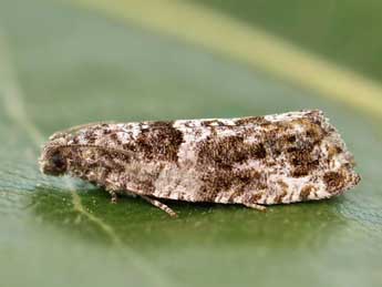 Gypsonoma oppressana Tr. adulte - �Lionel Taurand