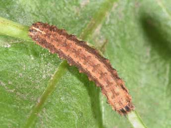  Chenille de Eucoptocnemis optabilis Bsdv. - �Philippe Mothiron