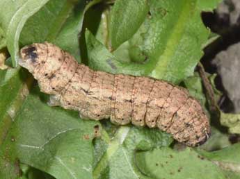  Chenille de Eucoptocnemis optabilis Bsdv. - �Philippe Mothiron