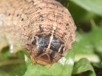  Chenille de Eucoptocnemis optabilis Bsdv. - �Philippe Mothiron