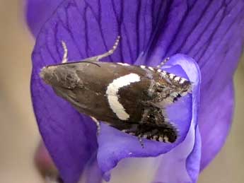 Grapholita orobana Tr. adulte - �Jean-Pierre Lamoline