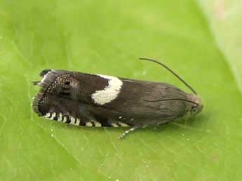 Grapholita orobana Tr. adulte - �Jean-Pierre Lamoline