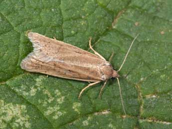 Eana osseana Scop. adulte - �Philippe Mothiron