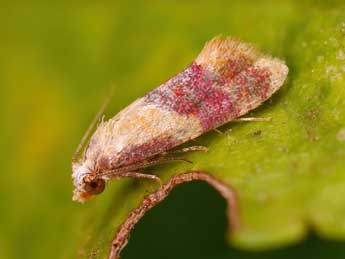 Diceratura ostrinana Gn. adulte - �Lionel Taurand