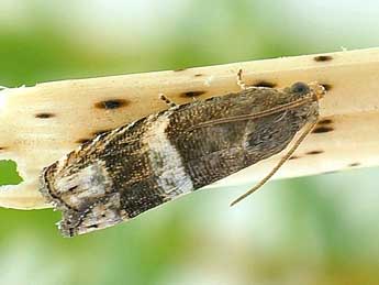 Pammene oxycedrana Mill. adulte - �Friedmar Graf