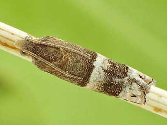 Pammene oxycedrana Mill. adulte - �Friedmar Graf