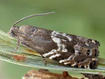 Cydia pactolana Z. adulte - �Friedmar Graf