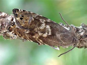 Cydia pactolana Z. adulte - �Friedmar Graf