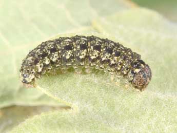  Chenille de Cryphia pallida B�thune - �Philippe Mothiron