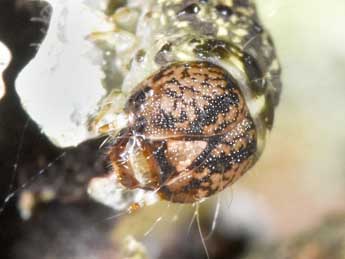  Chenille de Cryphia pallida B�thune - �Philippe Mothiron