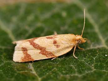 Clepsis pallidana F. adulte - �Lionel Taurand