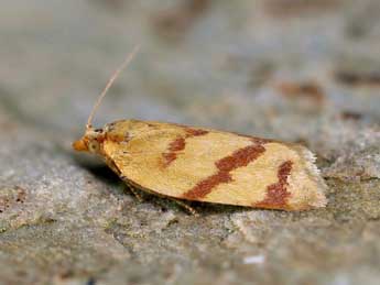 Clepsis pallidana F. adulte - �Lionel Taurand