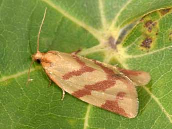 Clepsis pallidana F. adulte - �Philippe Mothiron