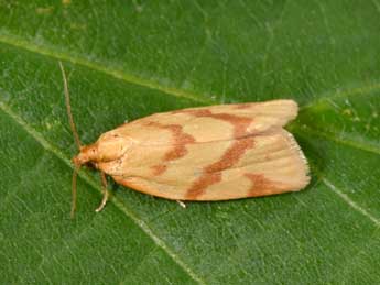 Clepsis pallidana F. adulte - �Philippe Mothiron