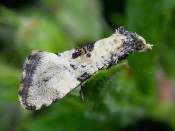 Brevicornutia pallidana Z. adulte - �Michel Billard