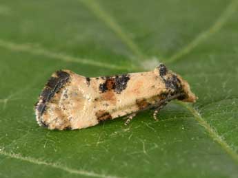 Brevicornutia pallidana Z. adulte - �Philippe Mothiron