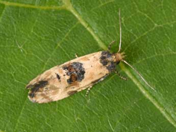 Brevicornutia pallidana Z. adulte - �Philippe Mothiron