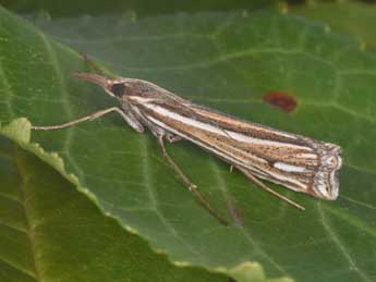 Ancylolomia palpella D. & S. adulte - �Philippe Mothiron