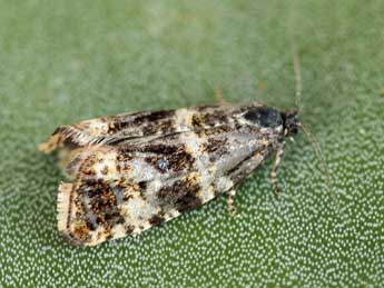 Olethreutes palustrana L. & Z. adulte - �Daniel Morel