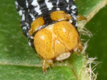  Chenille de Abraxas pantaria L. - �Philippe Mothiron