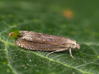 Eucosma parvulana Wilkinson adulte - �Lionel Taurand