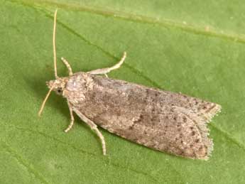 Cnephasia pasiuana Hb. adulte - �Philippe Mothiron