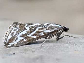 Evergestis pechi B�thune adulte - �Stephen Knapp