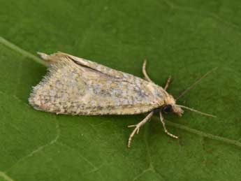 Cochylimorpha perfusana Gn. adulte - �Philippe Mothiron