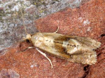 Gynnidomorpha permixtana D. & S. adulte - �Horst Pichler